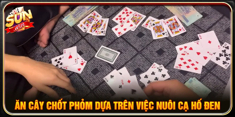 Chiến thuật ăn cây chốt phỏm bằng cách nuôi cạ hố đen